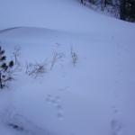 Снегомерная съемка и учет животных