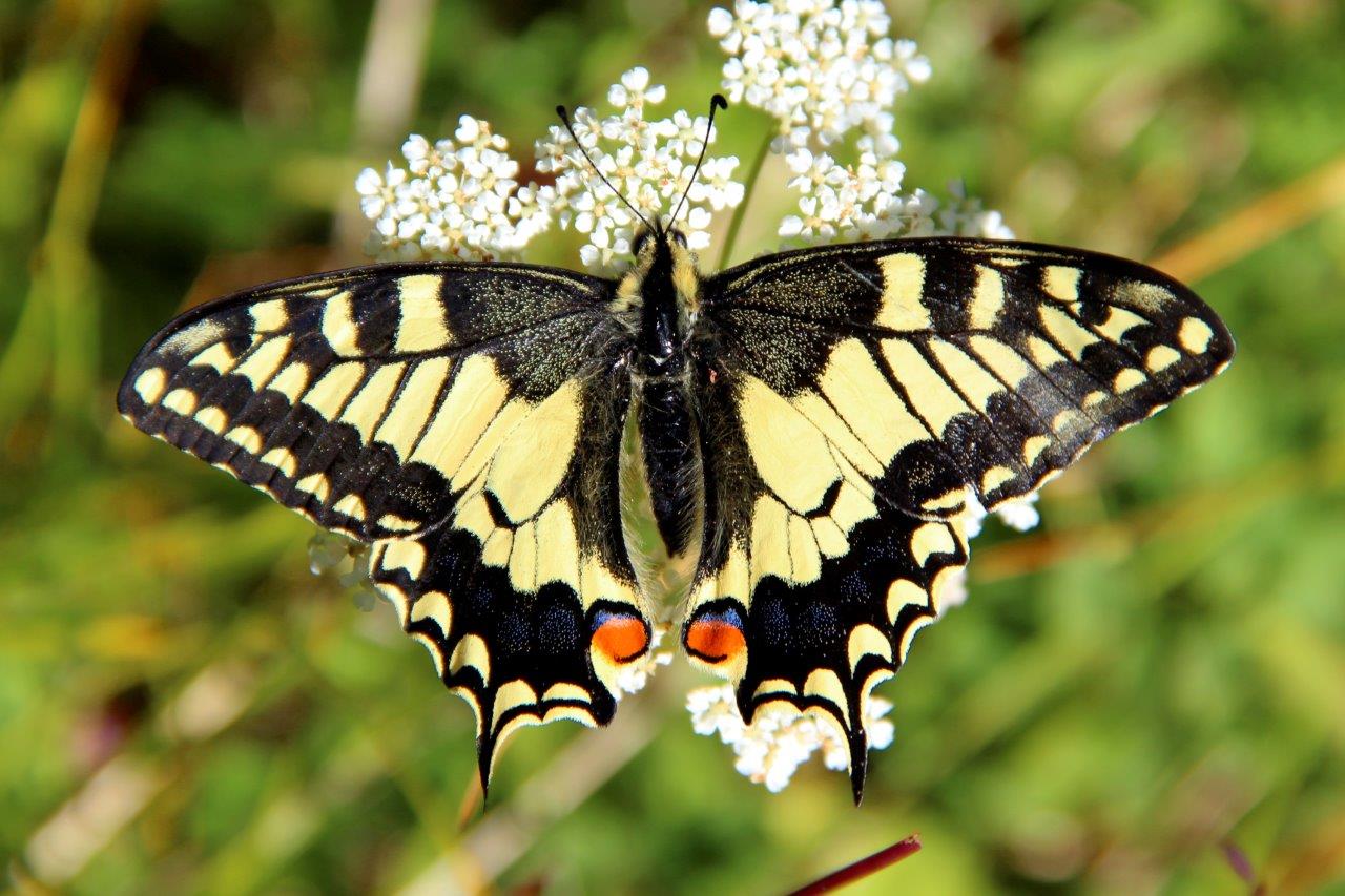 Papilio machaon Linnaeus, 1758_1