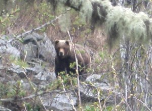 Медведь в Катунском заповеднике